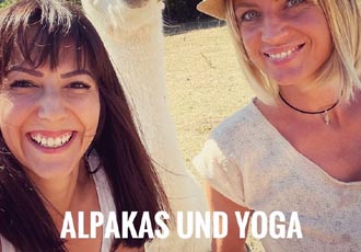 Alpakas und Yoga