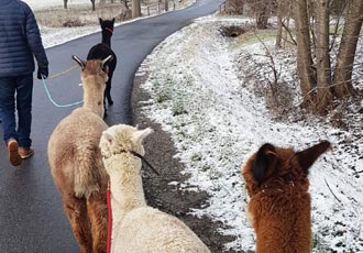 Kennelern Spaziergang Kennelern Spaziergang