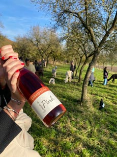 Weinwanderungen Weinwanderungen