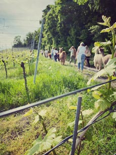 Weinwanderungen Weinwanderungen