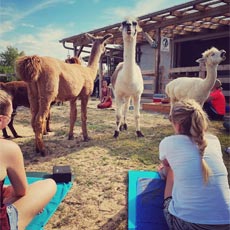 Alpakas und Yoga