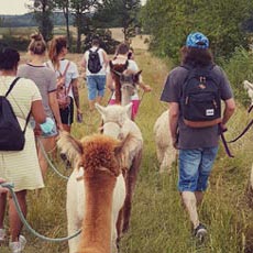 Alpaka Spaziergang