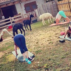 Alpakas und Yoga